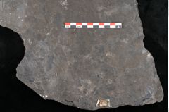 Foto (Detailansicht) von Camptoteris sp. (NHMW-GEO-2024-0188-10650)